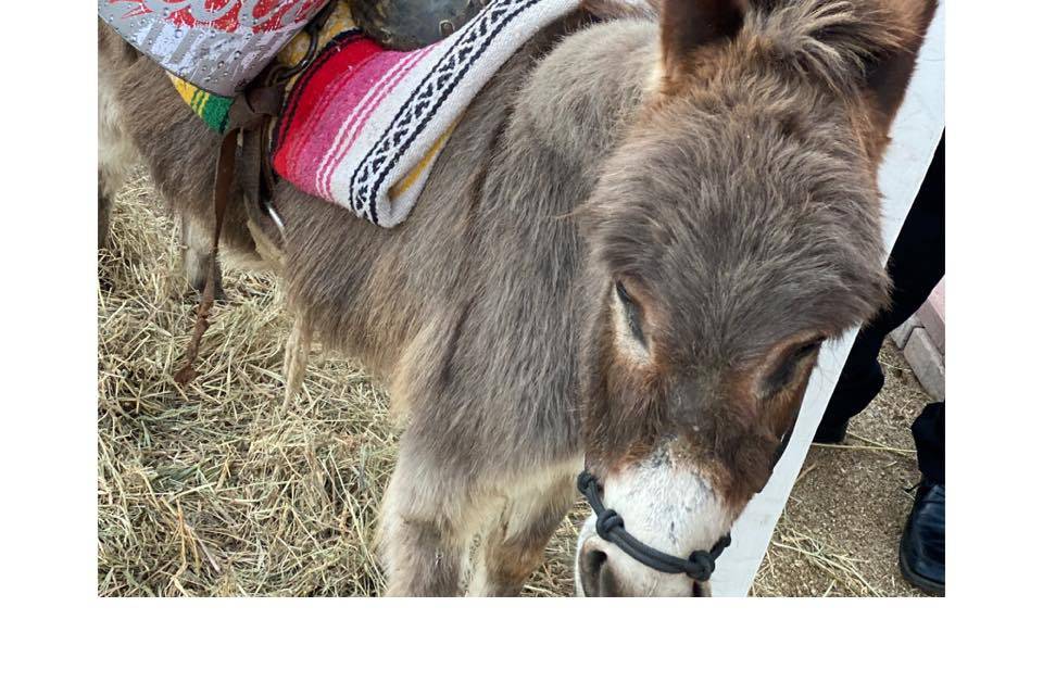 Beer Burro
