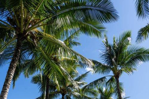 Coconut tree lined arrival
