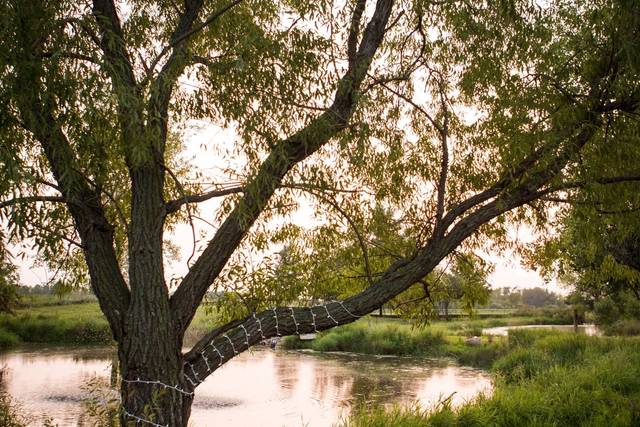 Pond view