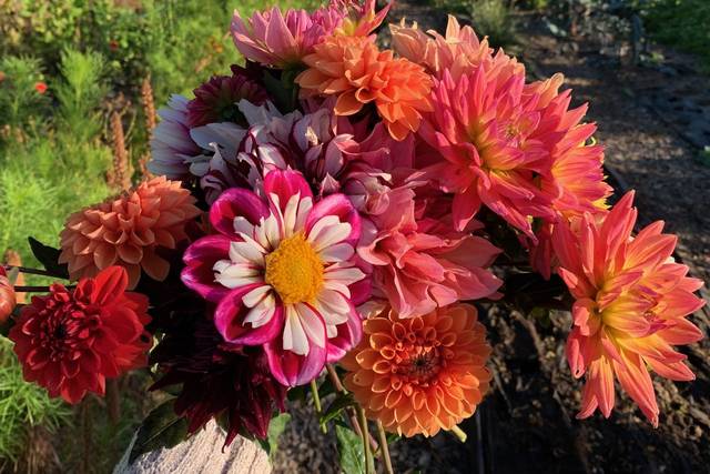 Happy Hen Gardens