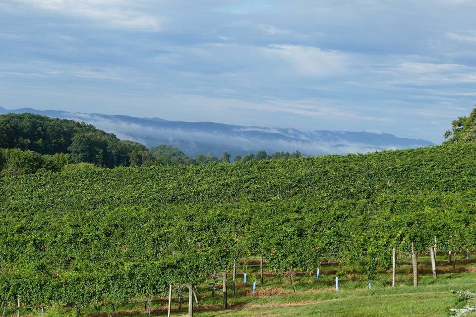 Vineyard overlook