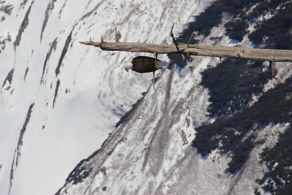 Bald eagle in Girdwood Alaska