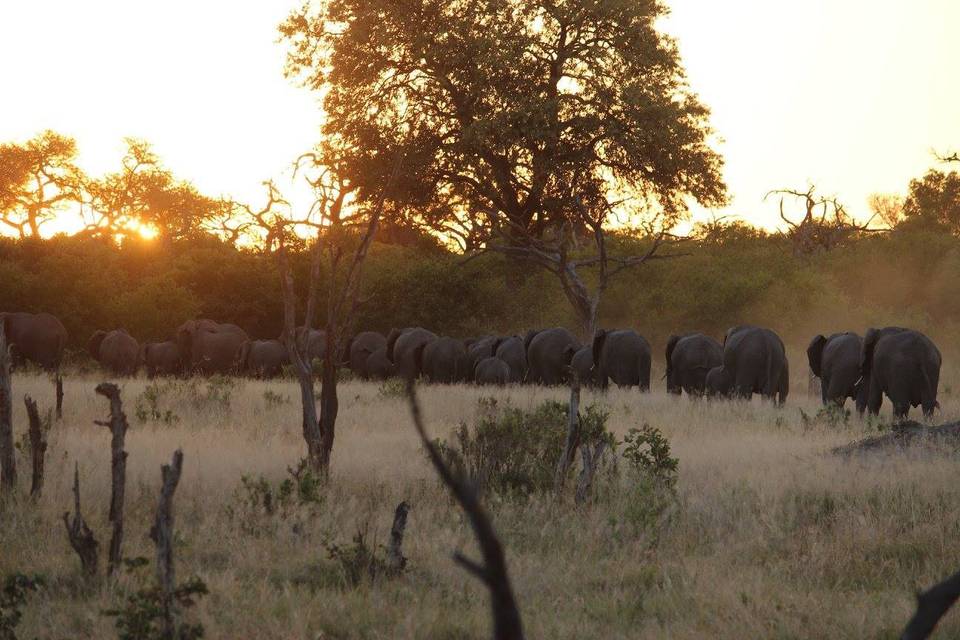 Elephant Parade in Africa