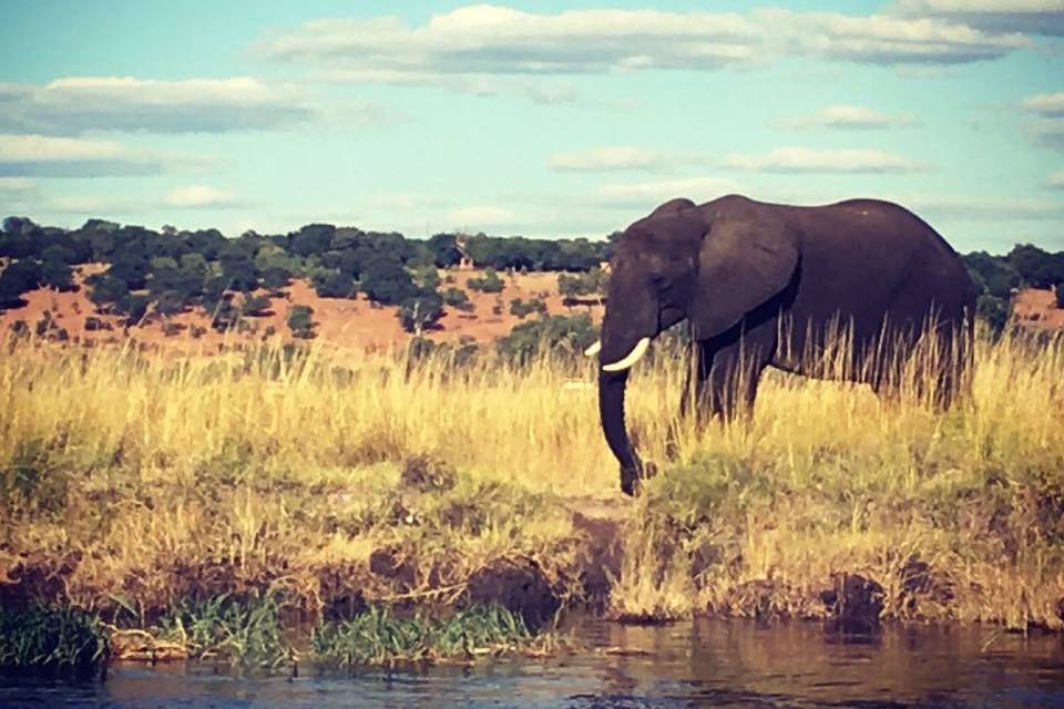 Elephant in the Chobe National Park in Botswana