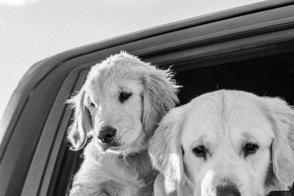 Canary Barn with the pups