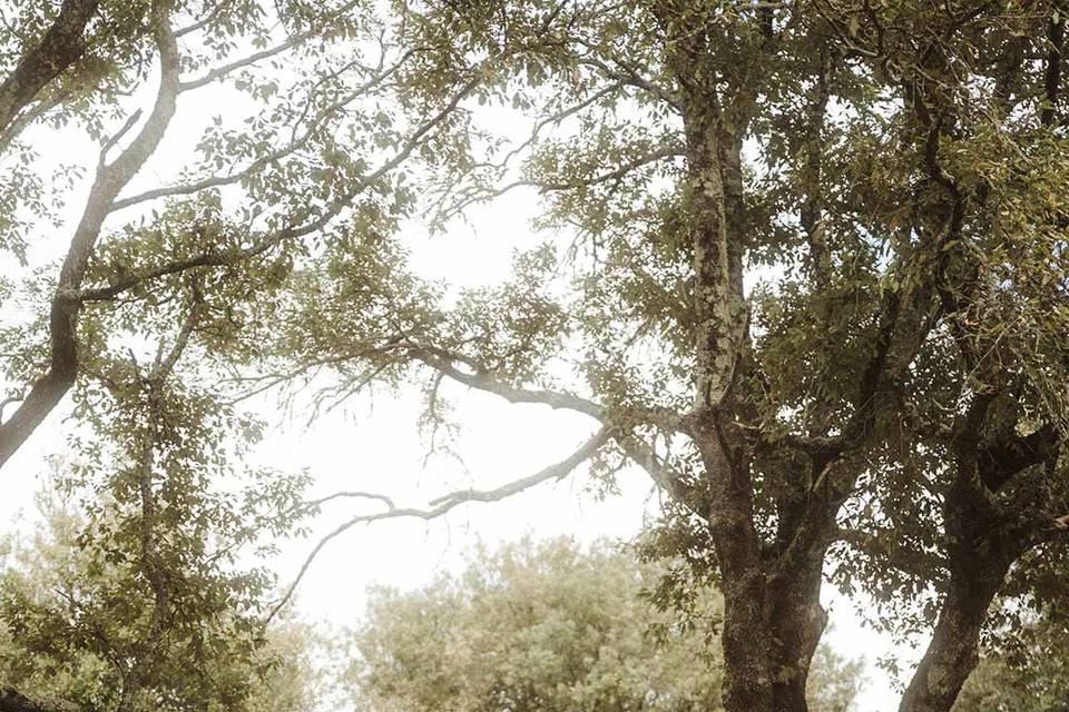 Wedding | Blooming Theme