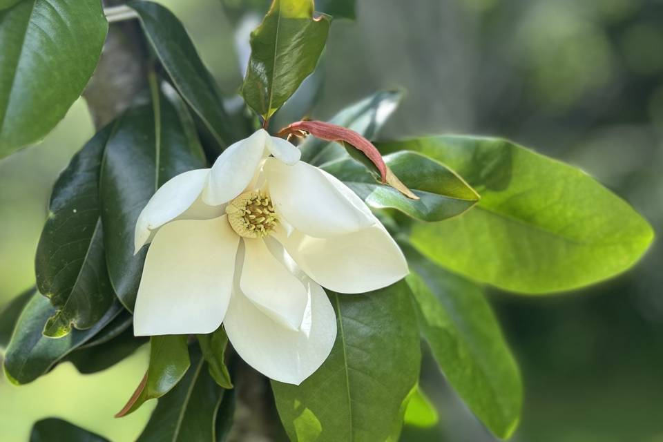 Magnolia in June