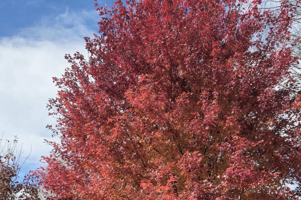 Maple Tree