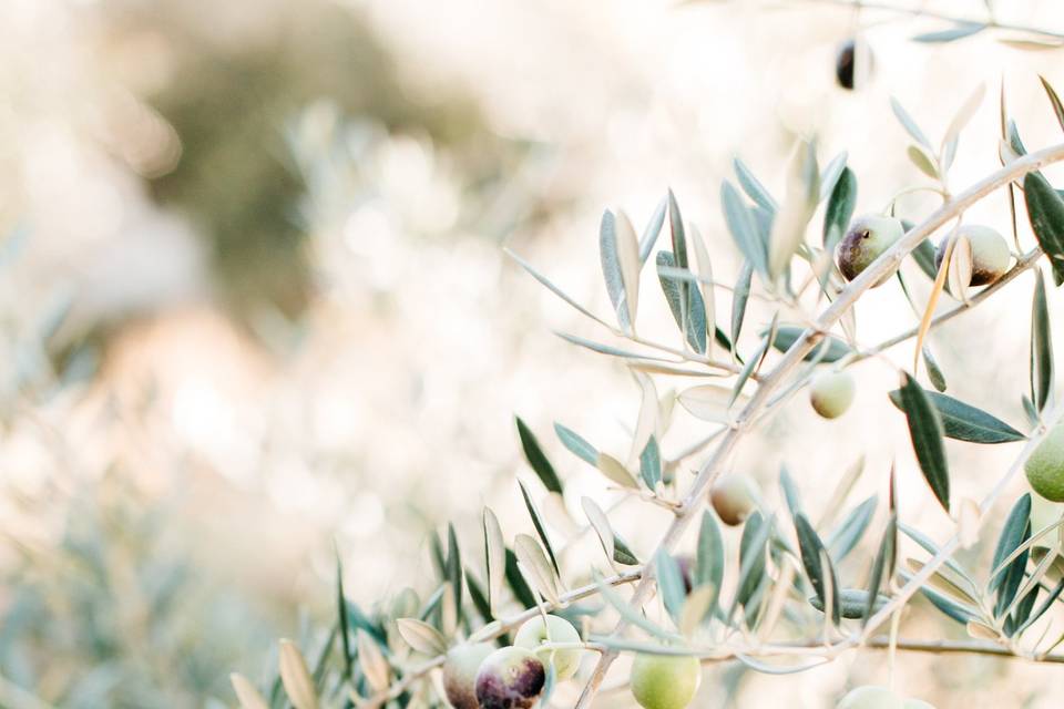 photo credit: Sabine Scherer Photographyfloral: Monkey Flower Group