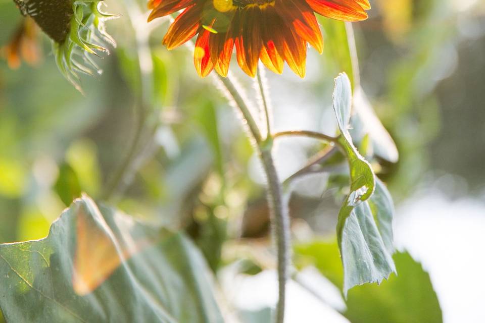 photo credit: Sabine Scherer Photographyfloral: Monkey Flower Group