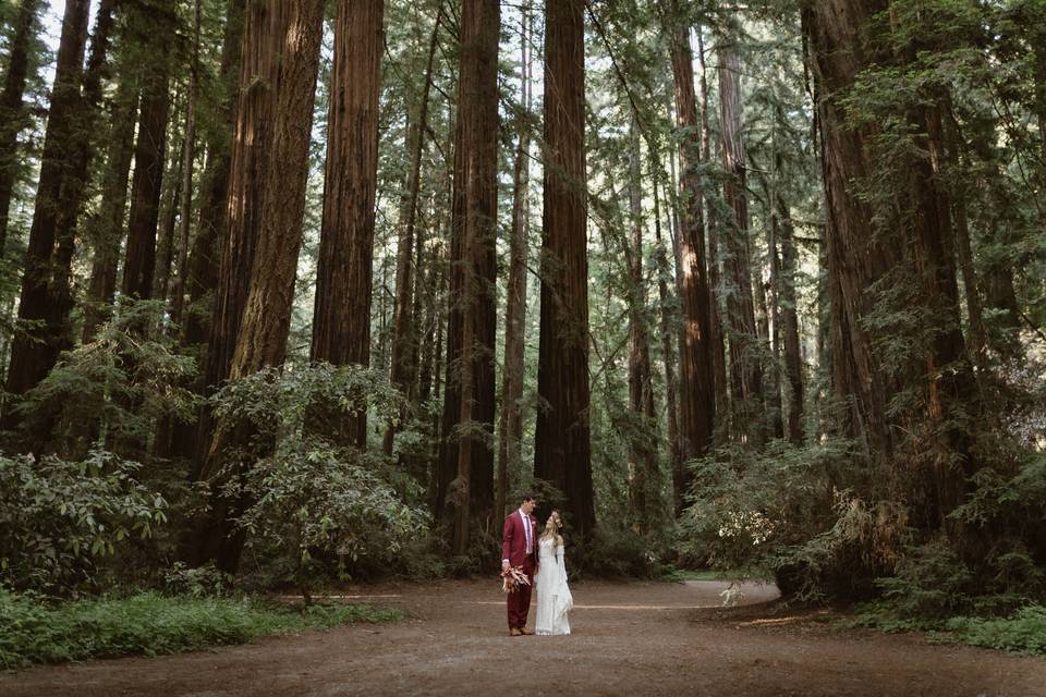 Redwoods elopement