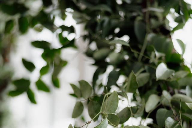 Arch Greenery