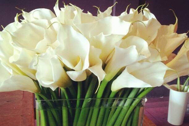 Privet Flowers