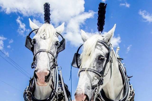 Horse and Carriage Rides and Events
