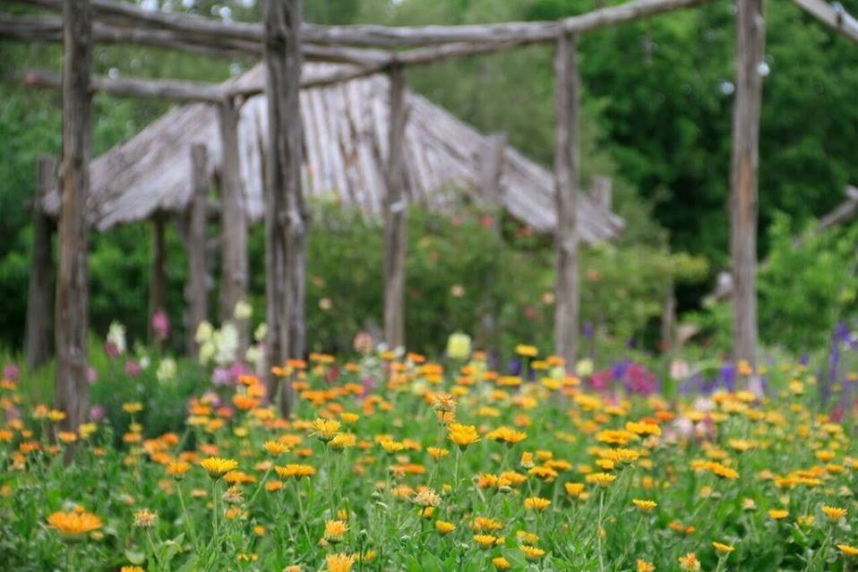 A small flower field