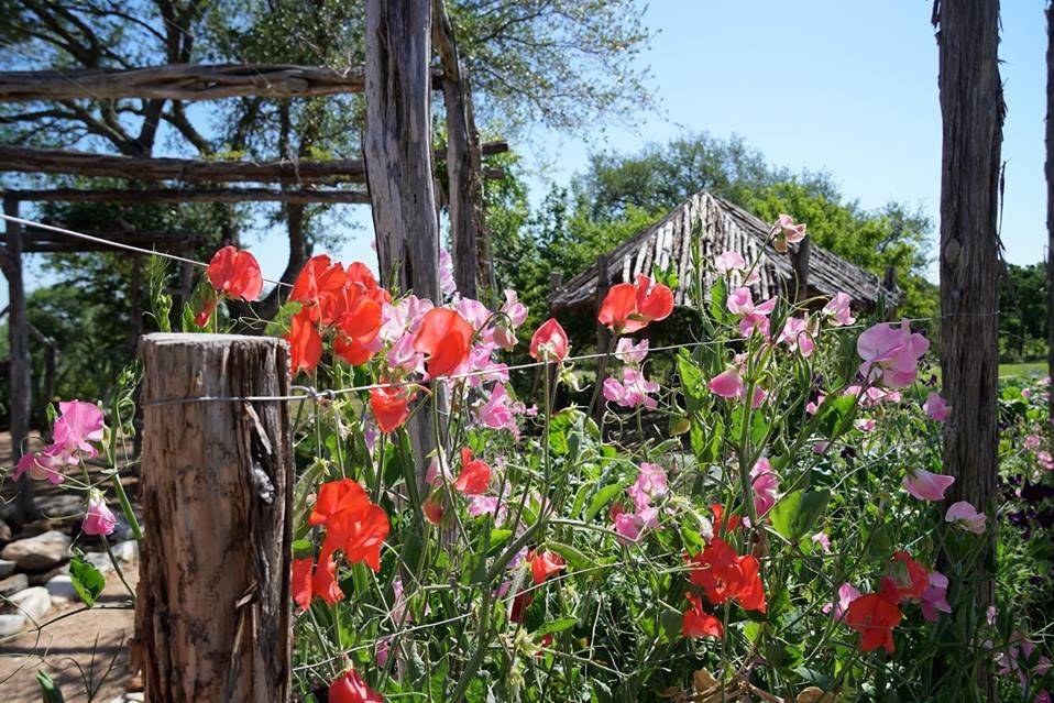 Red and pink flowers