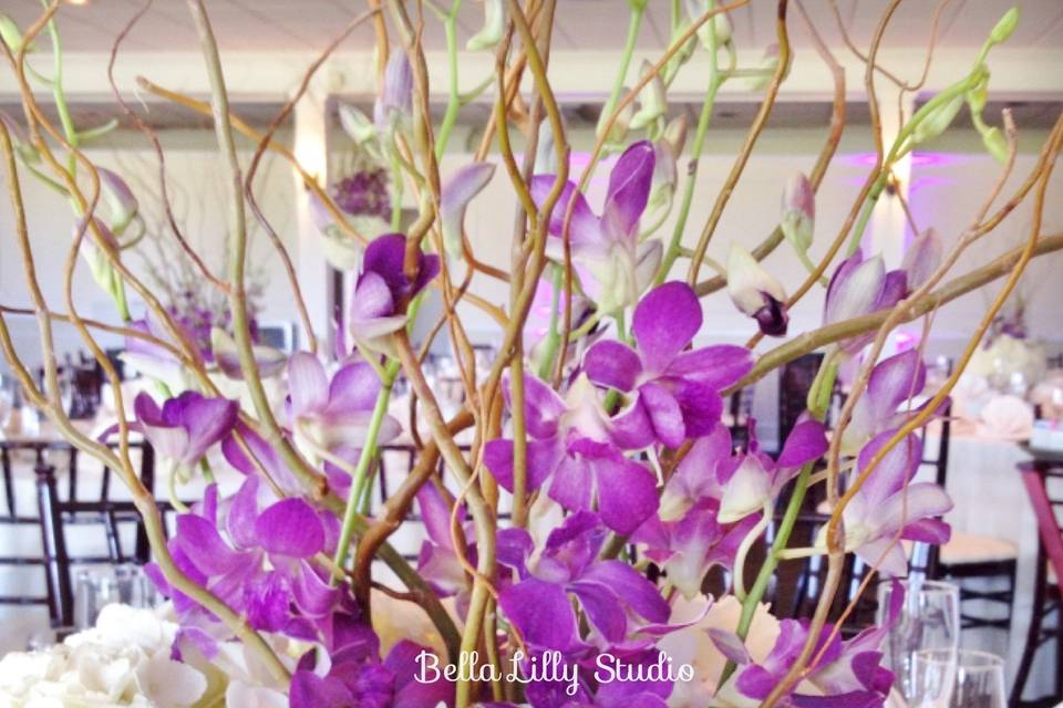 Bella Lilly Studio