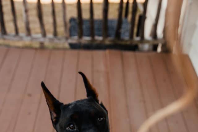 Man's best friend