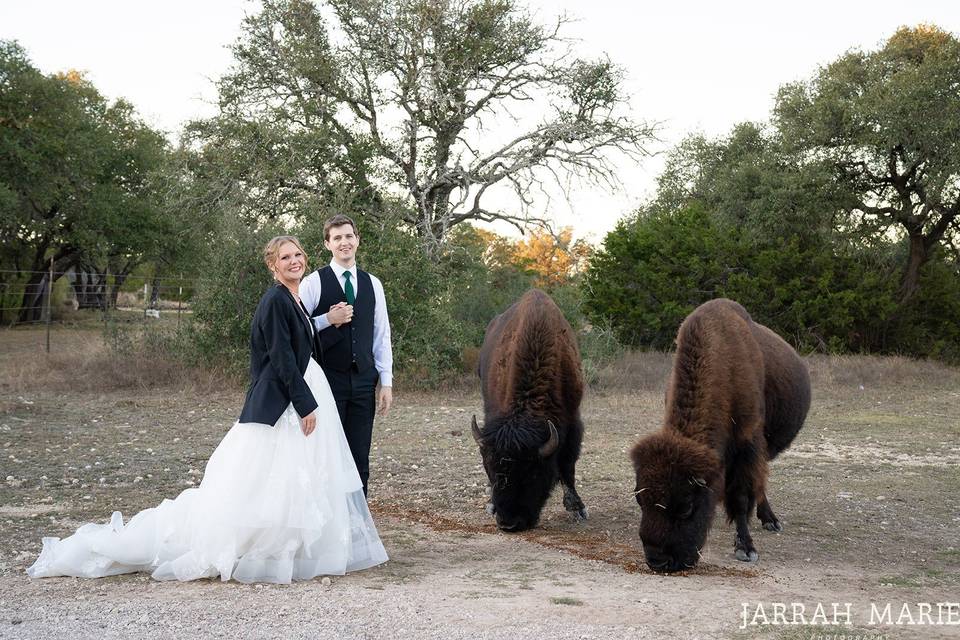 Bison love