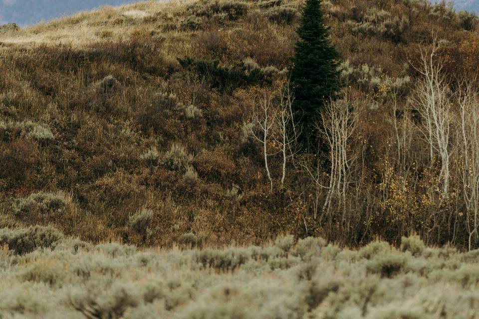 Grand Teton Wedding