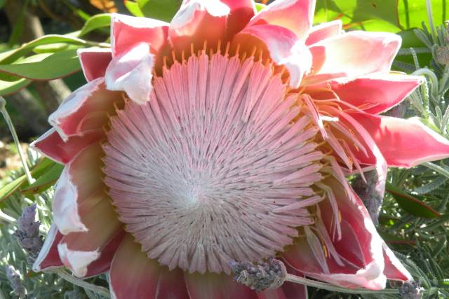 Tropical Flower