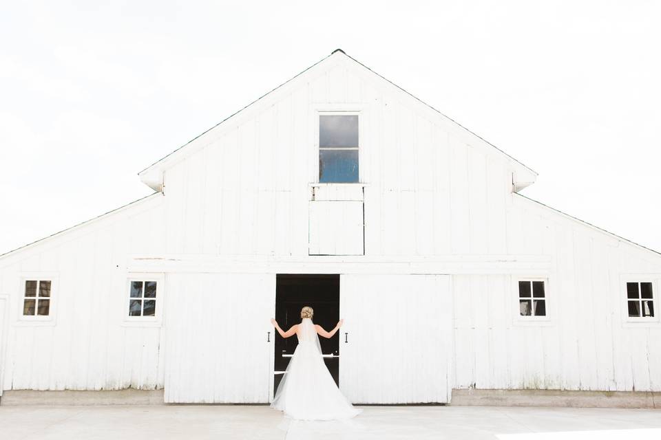 Beautiful bride and willow tree