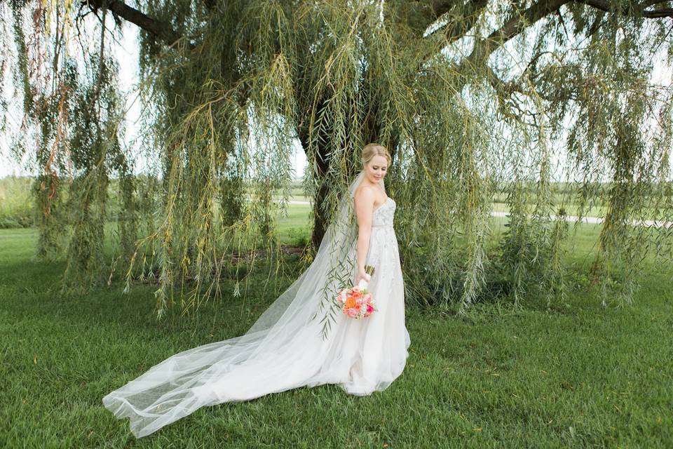 Beautiful bride and willow tree