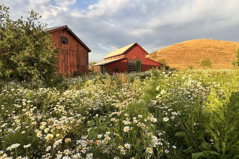 Charming barns