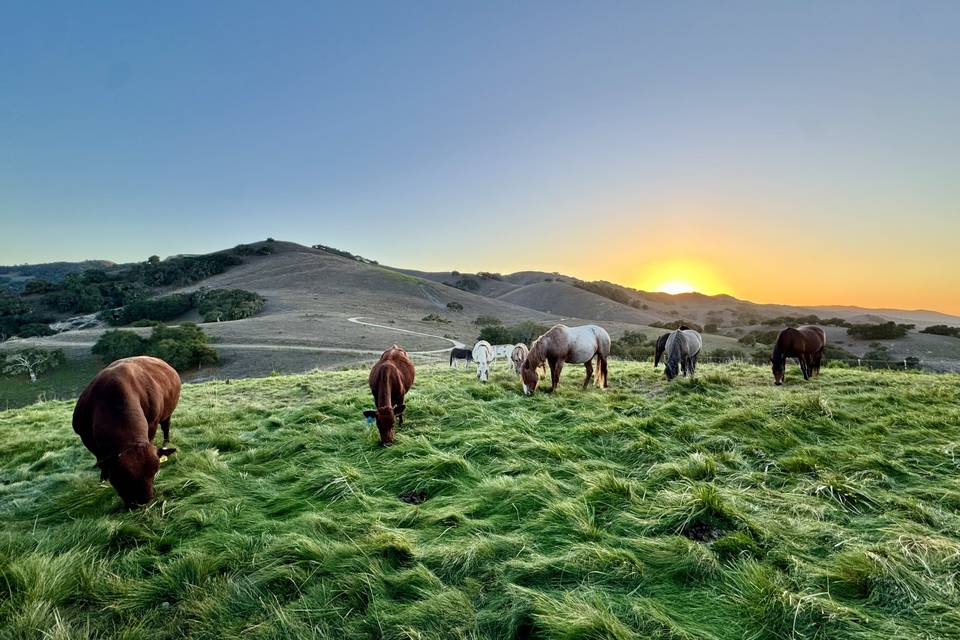 Sunset ranch experience
