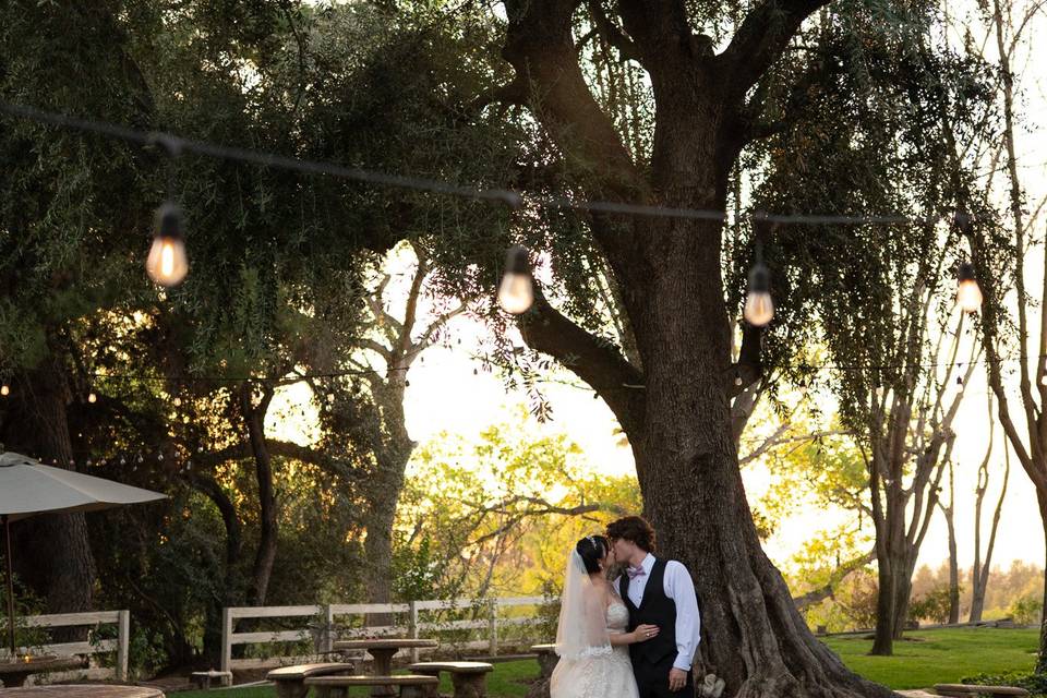 Briar Rose Olive Tree