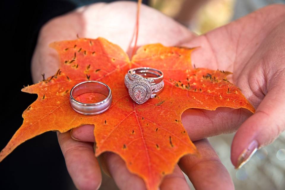Leaf and rings- Enger Park