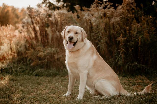 Yellow Lab Portrait