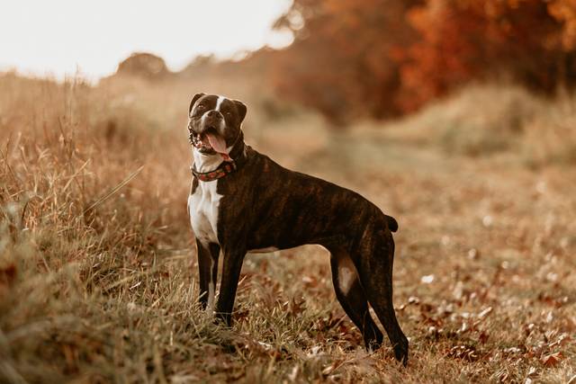 Boxer Portrait