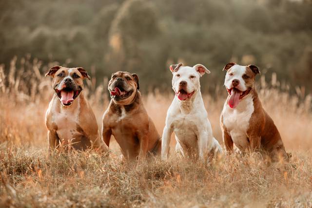 Group Photo - Bullys
