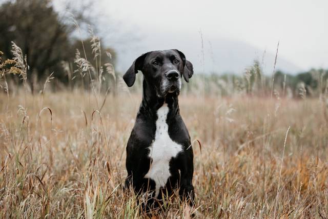 Great Dane Portrait