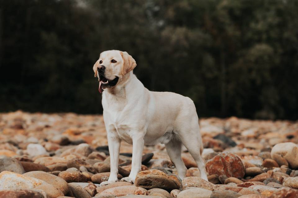 Yellow Lab Portrait