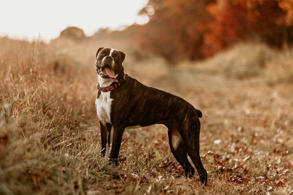 Boxer Portrait