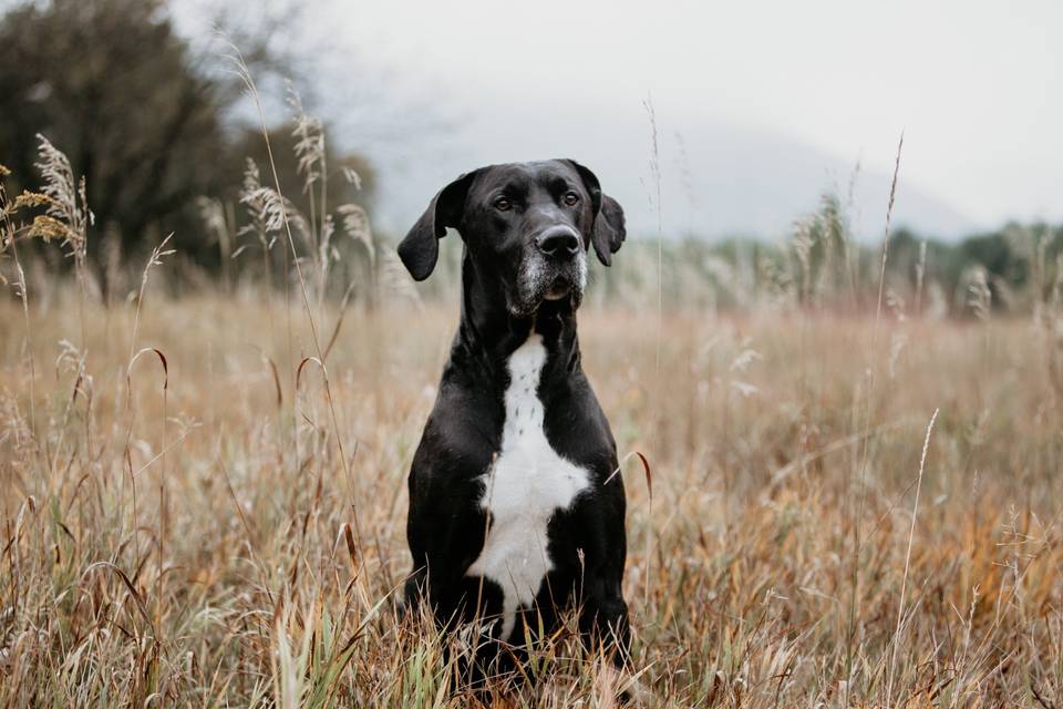 Great Dane Portrait