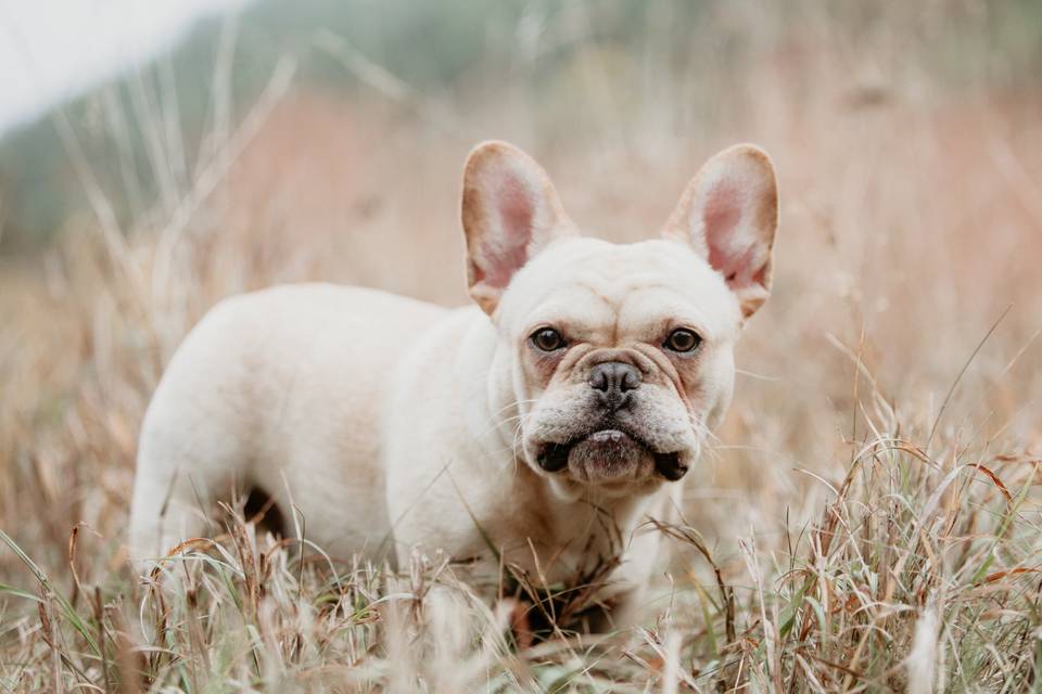 Frenchie Portrait
