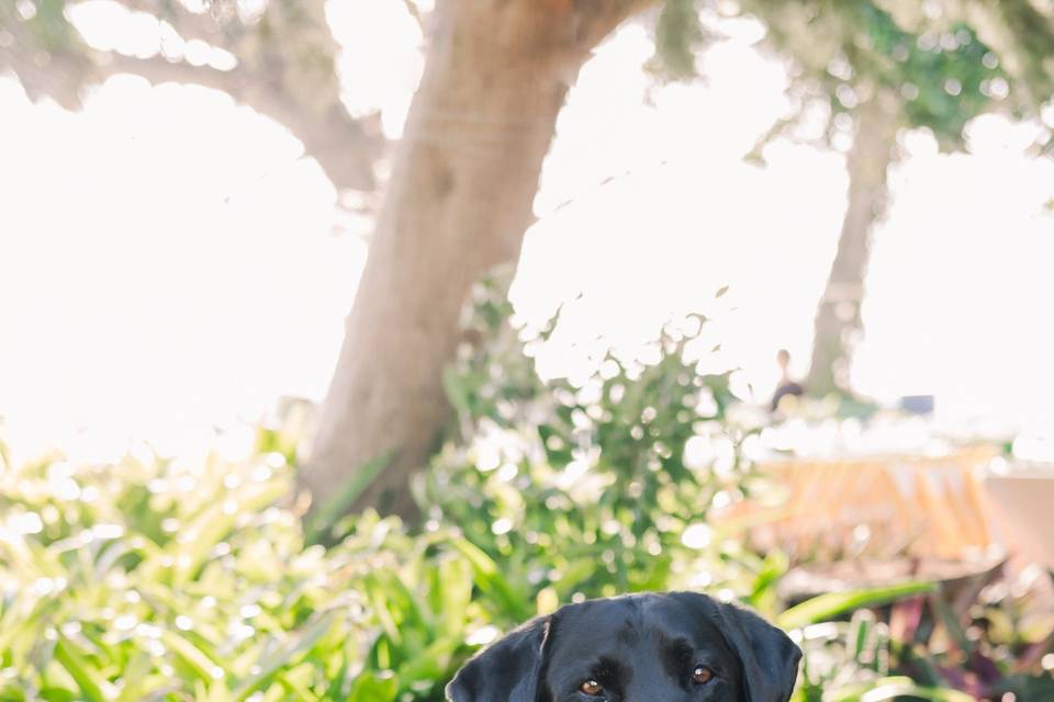 Man's best flower girl