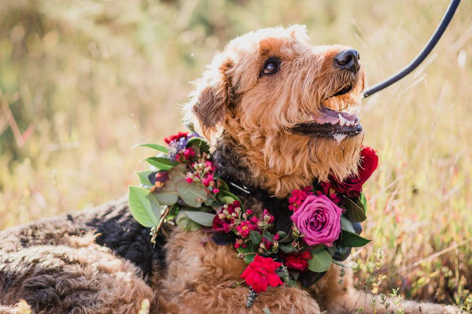 Pink Pelican Florist