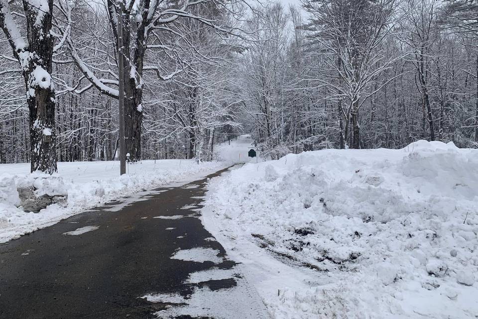 Winter at the Buttonwood