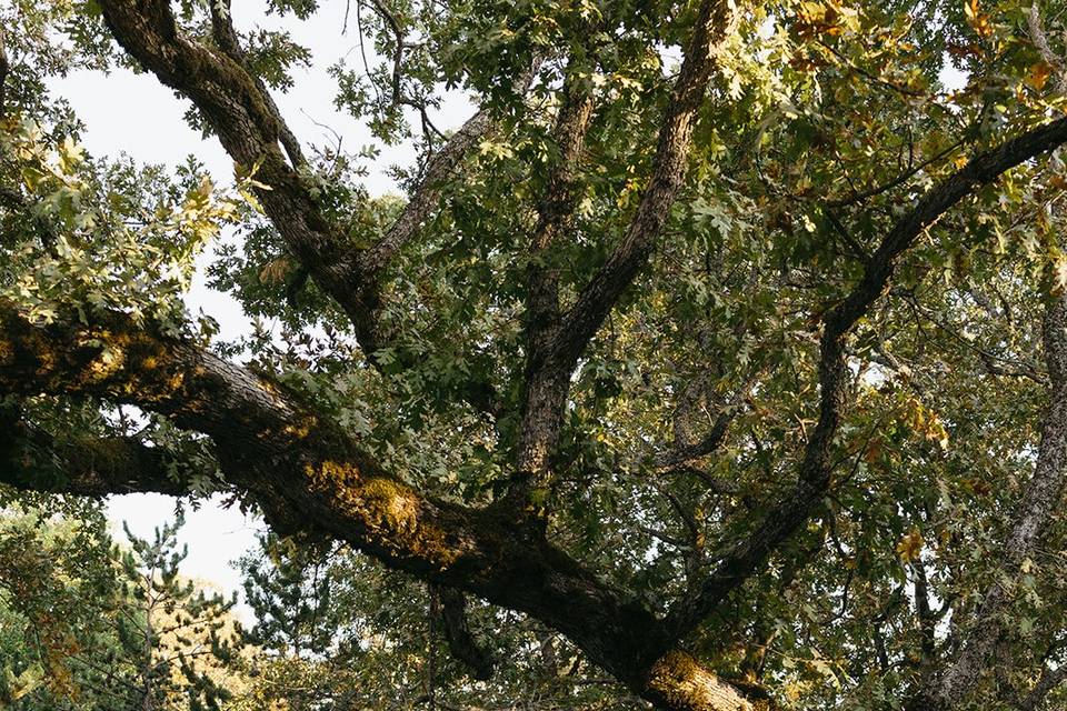 Luxe Event Productions