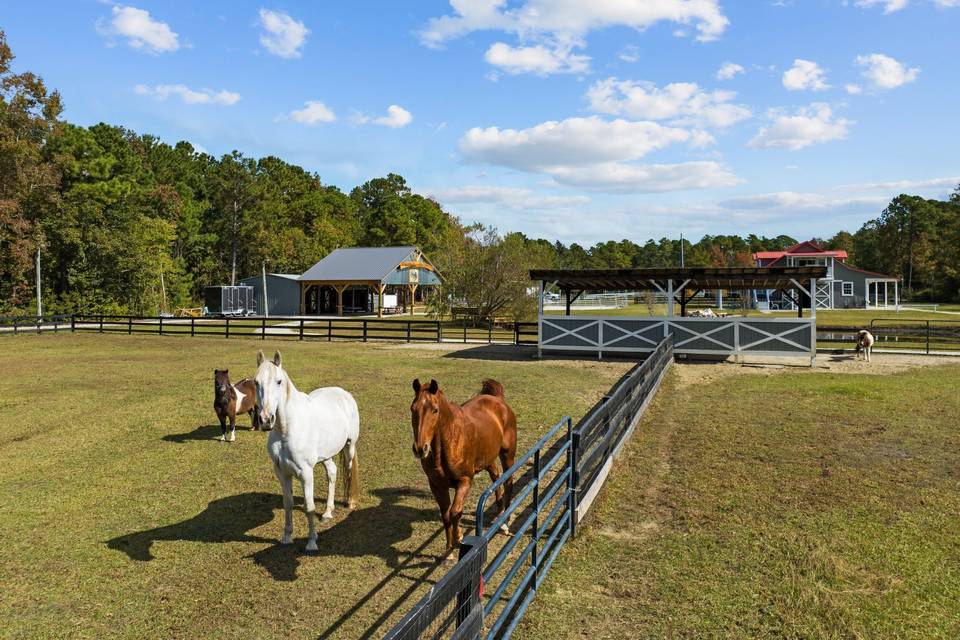 Meet our horses!