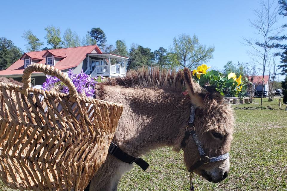 Donkey hostess