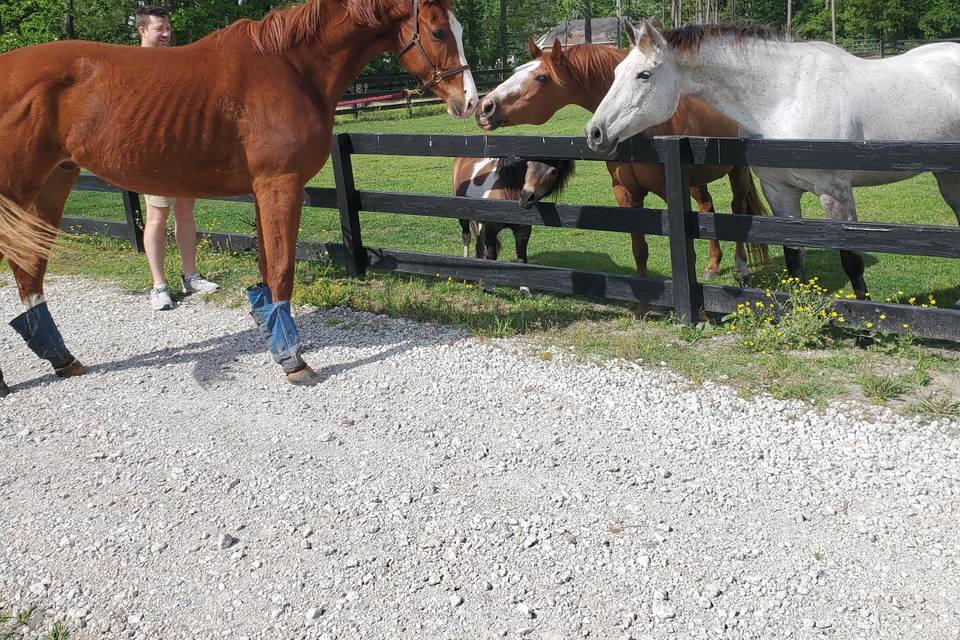 Meet our horses!