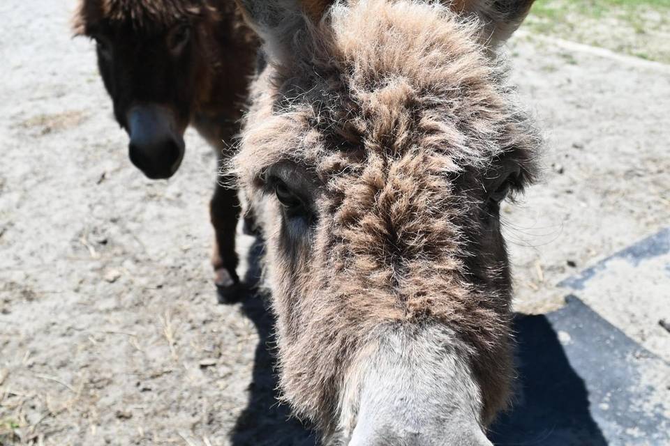 Donkeys