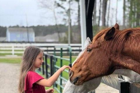 Meet our horses!