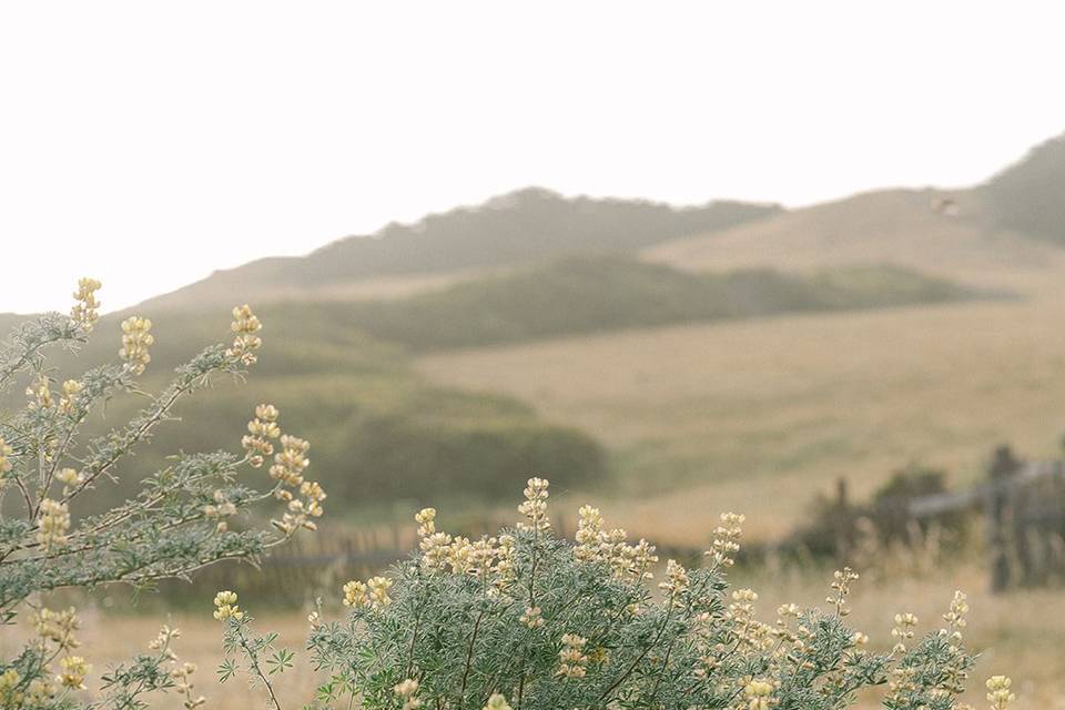 Sea Ranch Setting