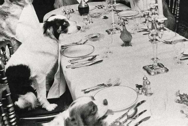 FIVE STAR PET SITTING AND CONCIERGE